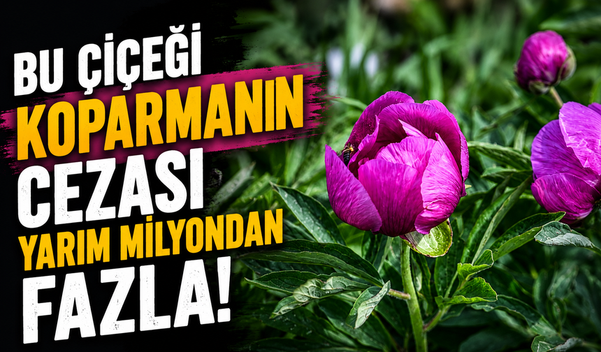 Bu çiçeği koparan yandı... Cezası yarım milyondan fazla!