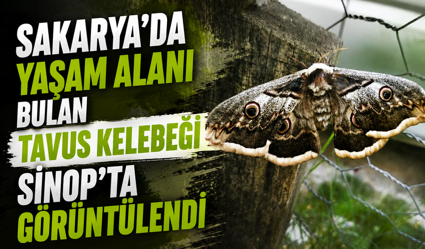 Sakarya'da Yaşam Alanı Bulan Tavus Kelebeği Sinop'ta Görüntülendi!