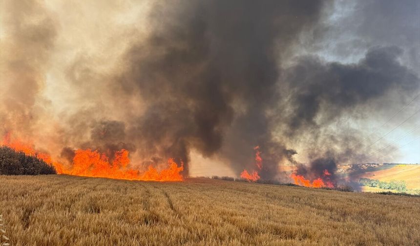 Tekirdağ'da buğday ekili tarlalarda çıkan yangına müdahale ediliyor