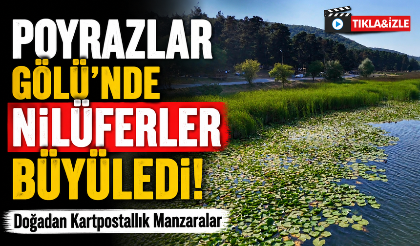Poyrazlar Gölü’nde Nilüferler Büyüledi! Doğadan Kartpostallık Manzaralar