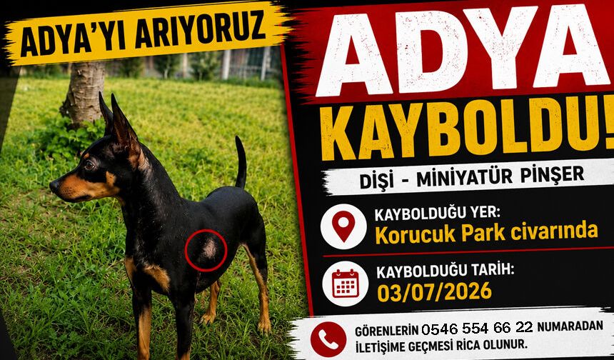 Sakarya'da Kayıp Köpek İçin Seferberlik!