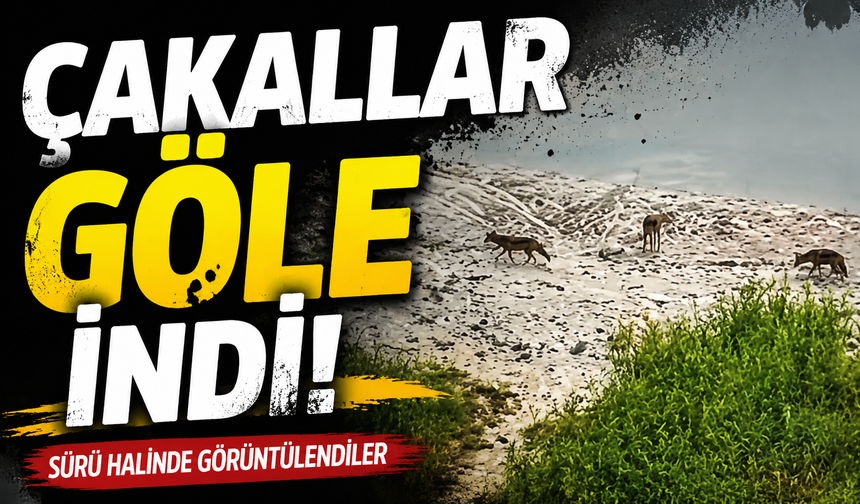 Sapanca Gölü Kıyısında Dikkat Çeken Anlar