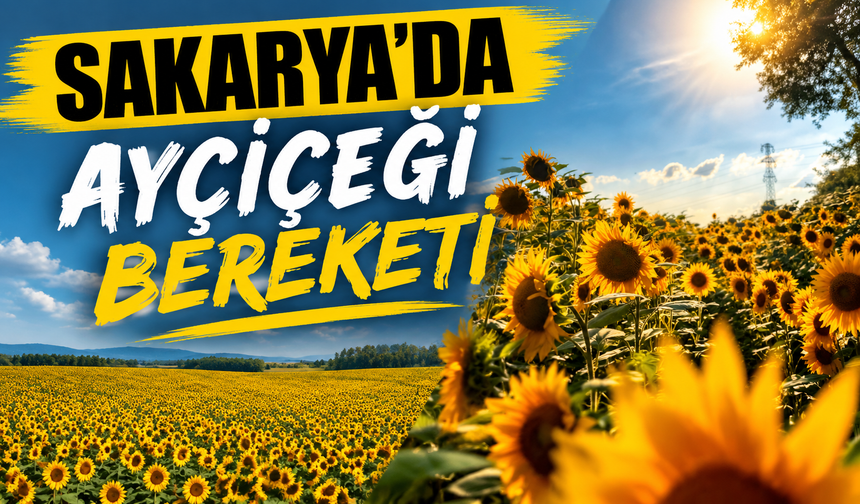 Sakarya sarıya büründü! Ayçiçeği tarlaları hayran bırakıyor