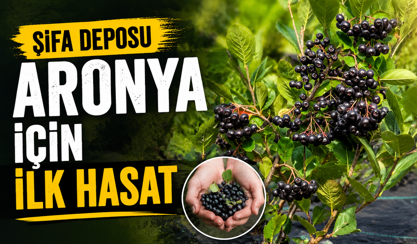 Sakarya’da aronya bereketi! Kilosu 400 TL’den alıcı buluyor