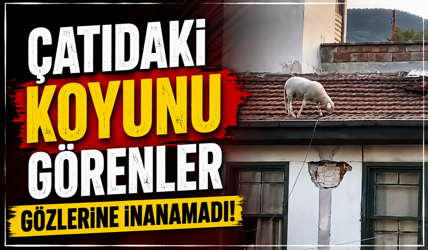 Çatıdaki koyunu görenler gözlerine inanamadı!