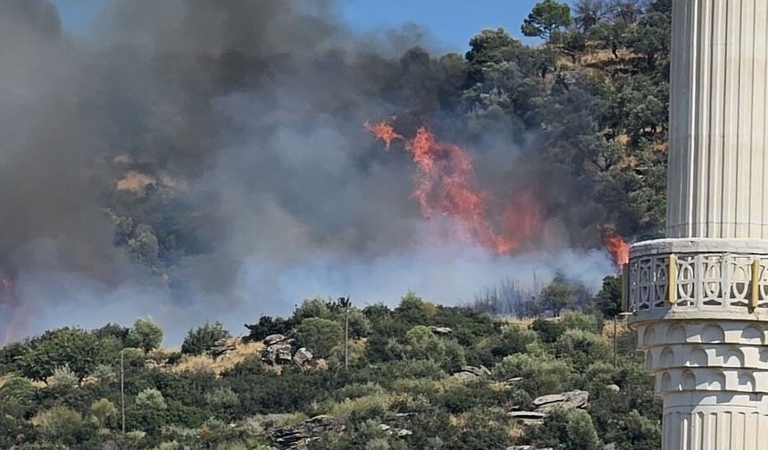 Gebze’de orman yangını: Ekipler seferber oldu