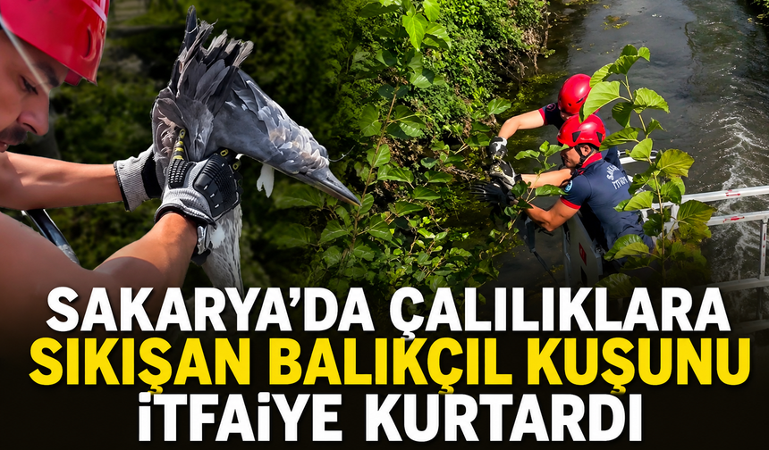 Sakarya’da çalılıklara sıkışan balıkçıl kuşunu itfaiye kurtardı