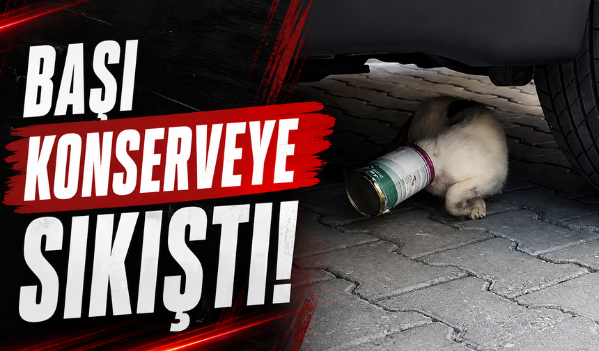 Kafasına Konserve Kutusu Sıkışan Kediyi Temizlik İşçileri Kurtardı