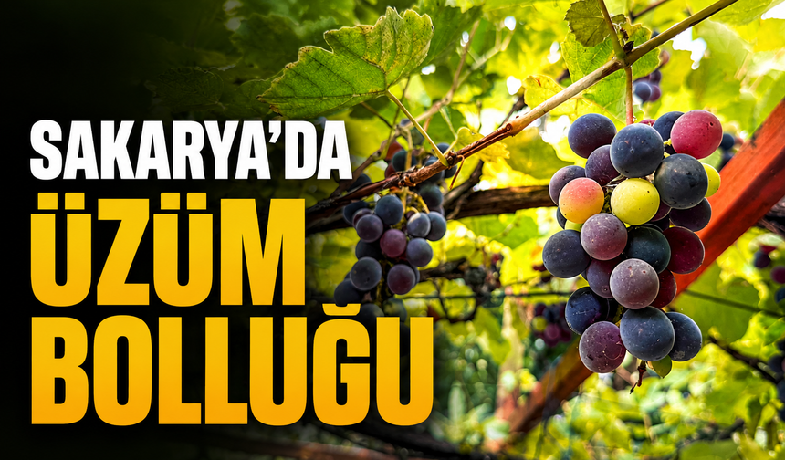 Sakarya’da Üzüm Bereketi