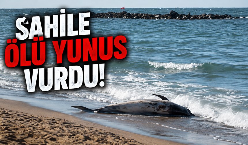 Sahile Ölü Yunus Vurdu