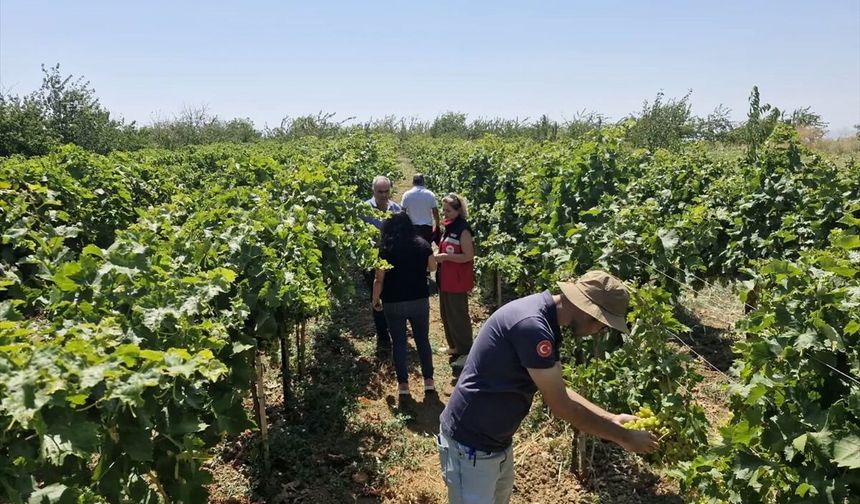 Tekirdağ'da bağlarda hastalık incelemesi yapıldı