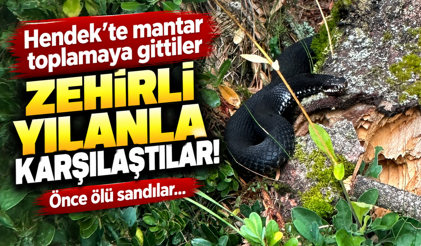 Hendek’te mantar toplamaya gittiler, zehirli yılanla karşılaştılar!