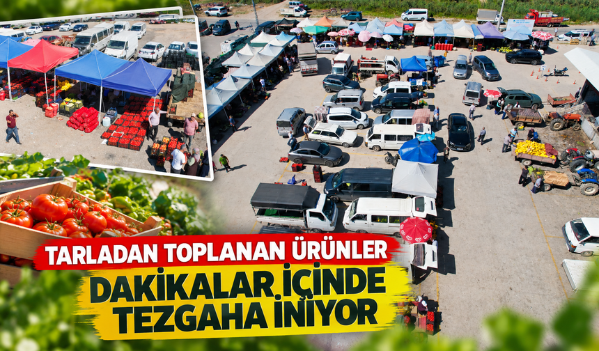 Tarladan toplanan ürünler dakikalar içinde tezgaha iniyor