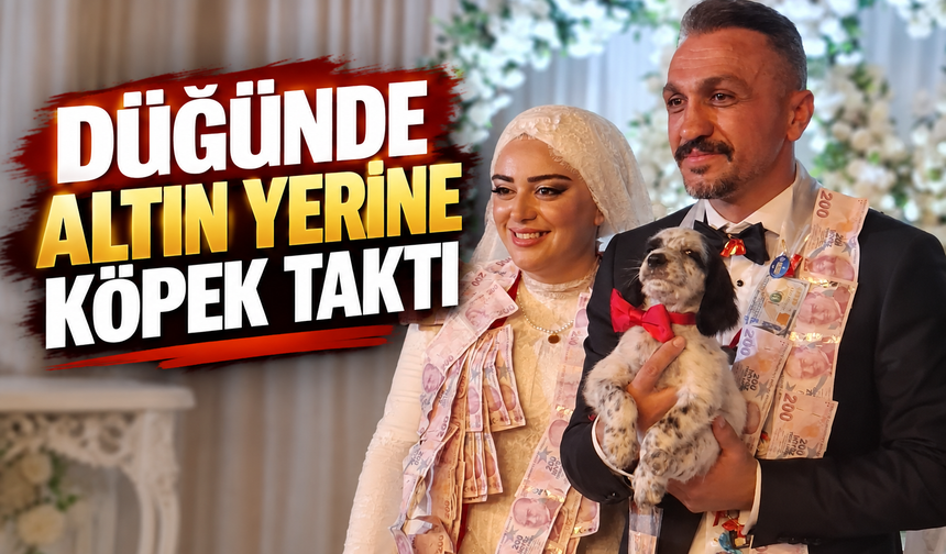 Trabzon’da düğünde şaşırtan takı! Damada altın yerine av köpeği yavrusu hediye edildi