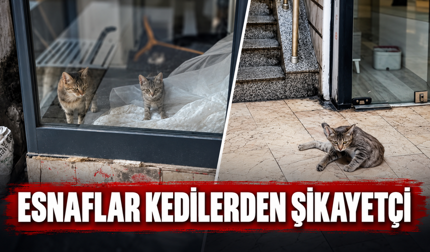 Esnaflar kedilerden şikayetçi