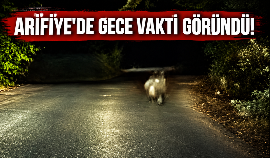 Arifiye’de gece yol ortasında ayı sürprizi