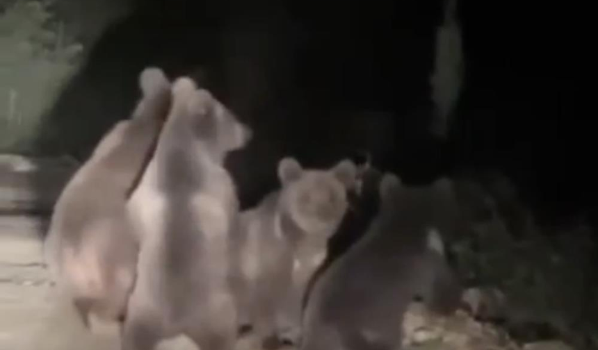 Yavrularıyla şehre indi