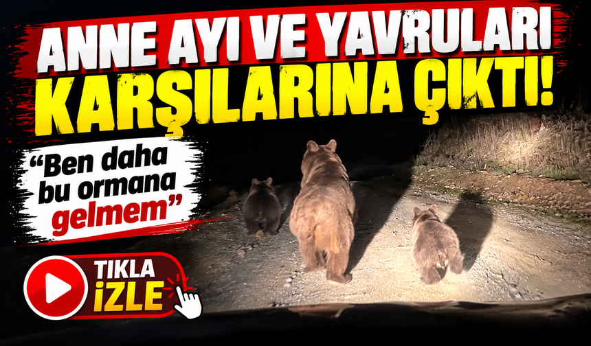 Anne ayı ve yavruları karşılarına çıktı: “Ben daha bu ormana gelmem”