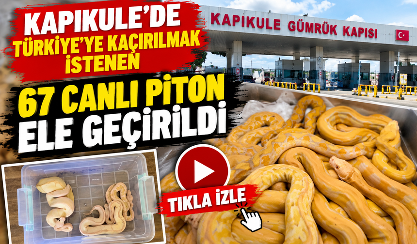 Kapıkule'de şaşkına çeviren kaçakçılık! 67 canlı piton ele geçirildi