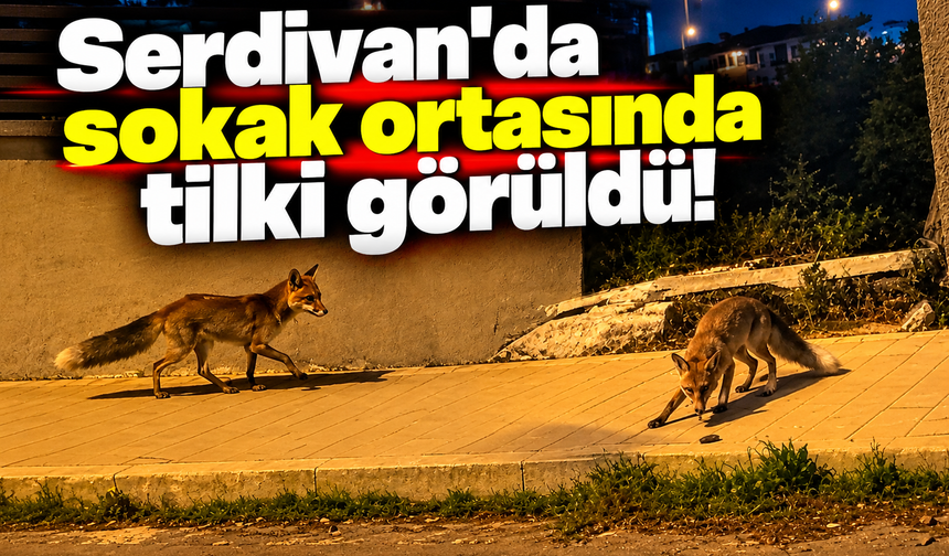 Serdivan'da sokak ortasında tilki görüldü!