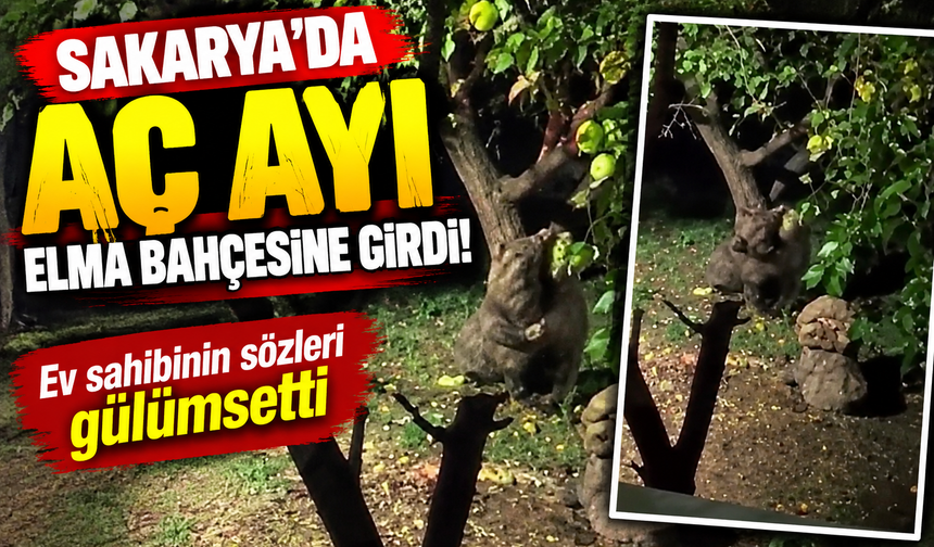 Sakarya'da aç ayı elma bahçesine girdi! Ev sahibinin sözleri gülümsetti