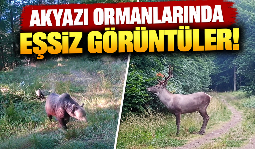 Akyazı ormanlarında eşsiz görüntüler! Ayı ailesi, geyik ve vaşak fotokapana yakalandı