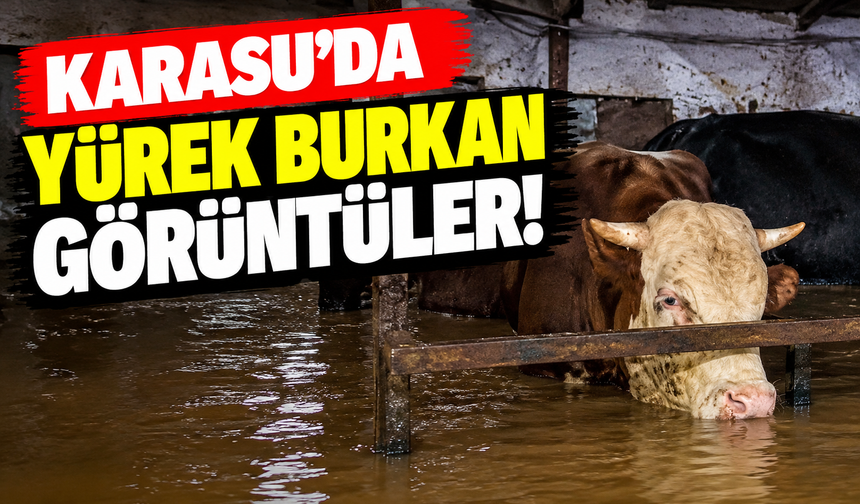 Karasu’da yürek burkan görüntüler! Büyükbaş hayvanlar ahırda sular altında kaldı