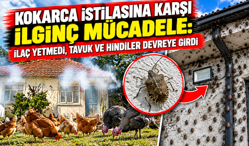 Kokarca istilasına karşı ilginç mücadele: İlaç yetmedi, tavuk ve hindiler devreye girdi