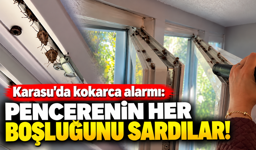Karasu’da kokarca alarmı: Pencerenin her boşluğunu sardılar!