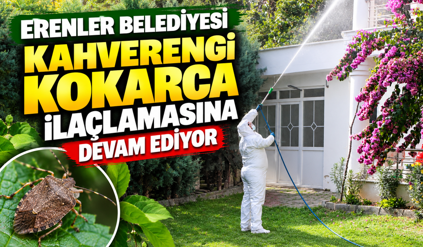 Erenler’de kahverengi kokarcaya karşı mücadele sürüyor