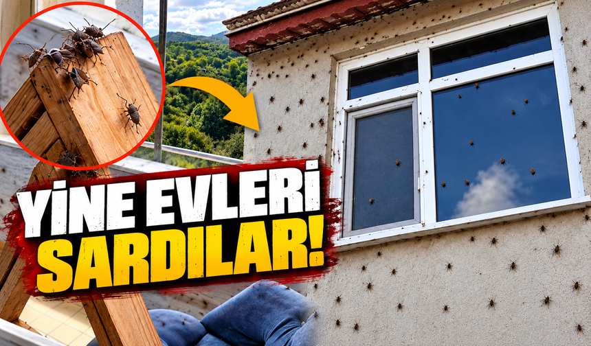 Ferizli’de kokarca istilası: Evlerin duvarlarını sardılar