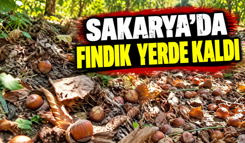 Geyve'de çiftçinin fındık isyanı! Toplamak yerine çürümeye bıraktı
