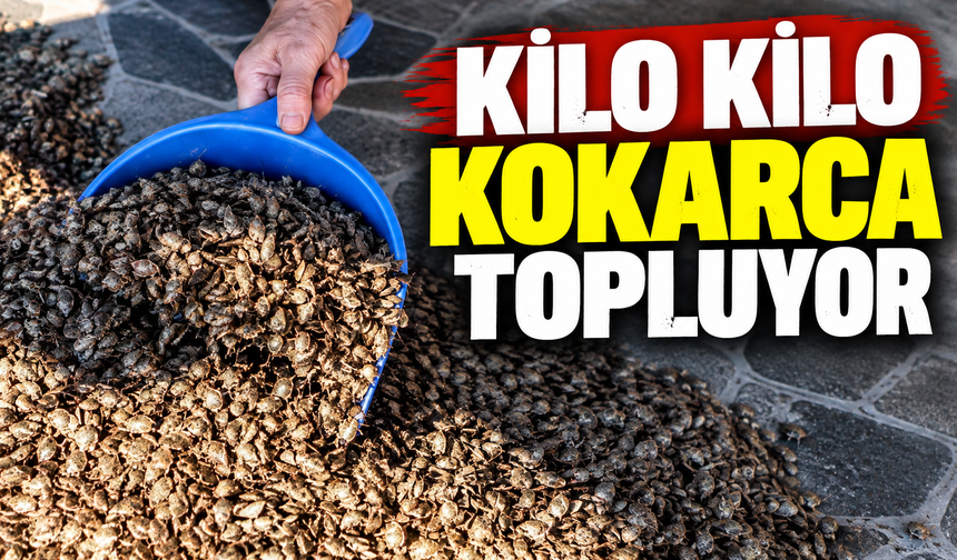 Sakarya'da kokarca istilası büyüyor! İlaçlama da çare olmadı