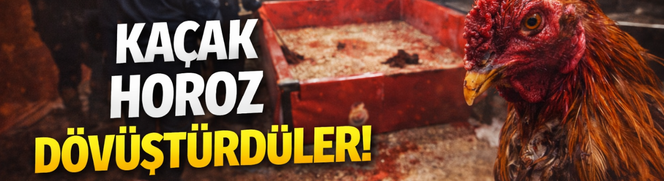 Kaçak horoz dövüştürdüler!
