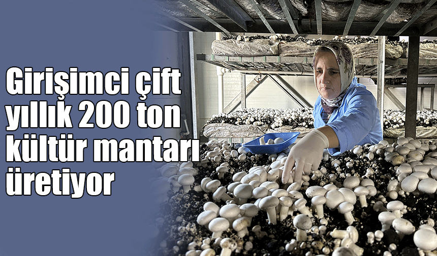Sakaryalı girişimci çift kurdukları tesiste yıllık 200 ton kültür mantarı üretiyor