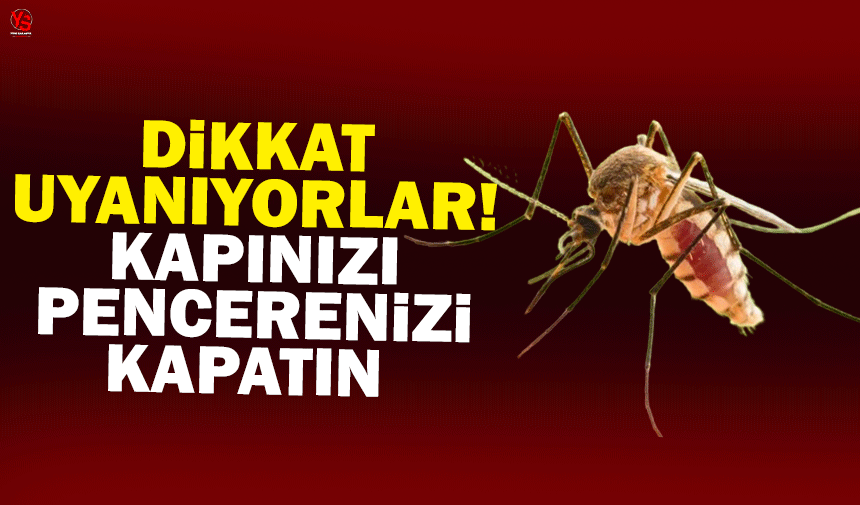 Dikkat uyanıyorlar! Kapınızı pencerenizi kapatın