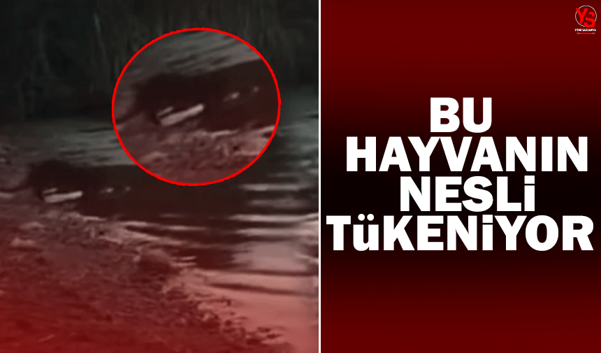 Bu hayvanın nesli tükeniyor