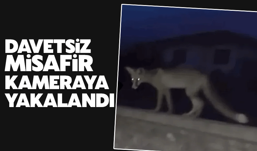 Akyazı'da Gece Tilki Sürprizi