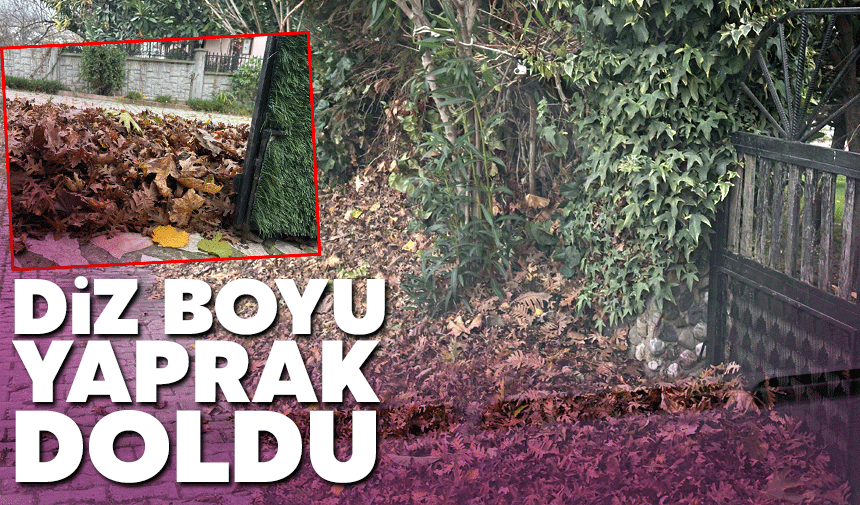 Diz boyu yaprak doldu!