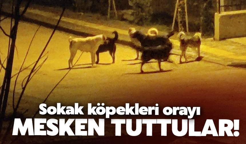 Sokak köpekleri o bölgeyi mesken tuttu