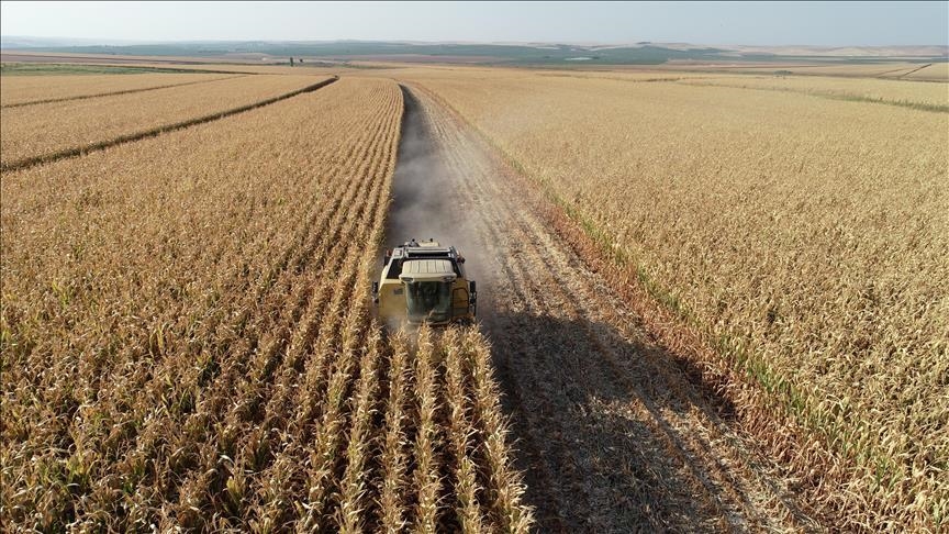 Tarım Üfe Haziranda Aylık Bazda Yüzde 18,82 Arttı