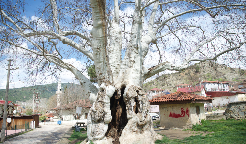 Ti̇lki̇ Hem Tarihe Tanıklık Ediyor Hem 2 Çekiyor3