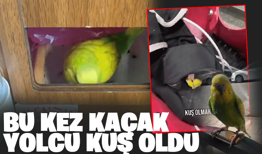 Bu kez kaçak yolcu kuş oldu