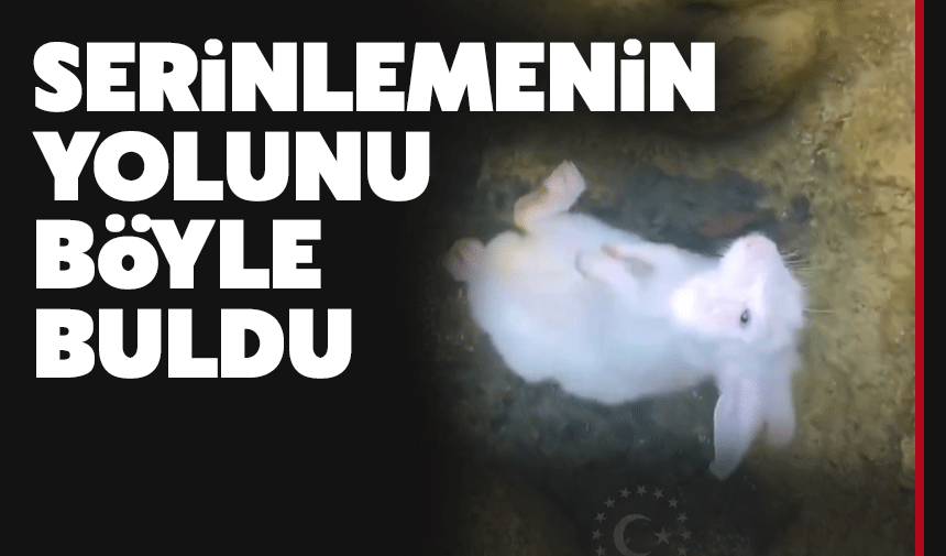 Tavşan Sıcaktan Bunaldı, Serinliği Suda Buldu