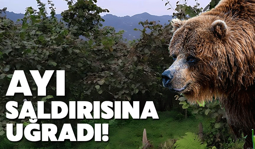 Bahçesinde ayı saldırısına uğradı!