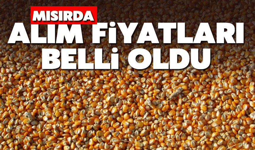 Sakarya’da 2025 Yılı Mısır Alım Fiyatları Açıklandı
