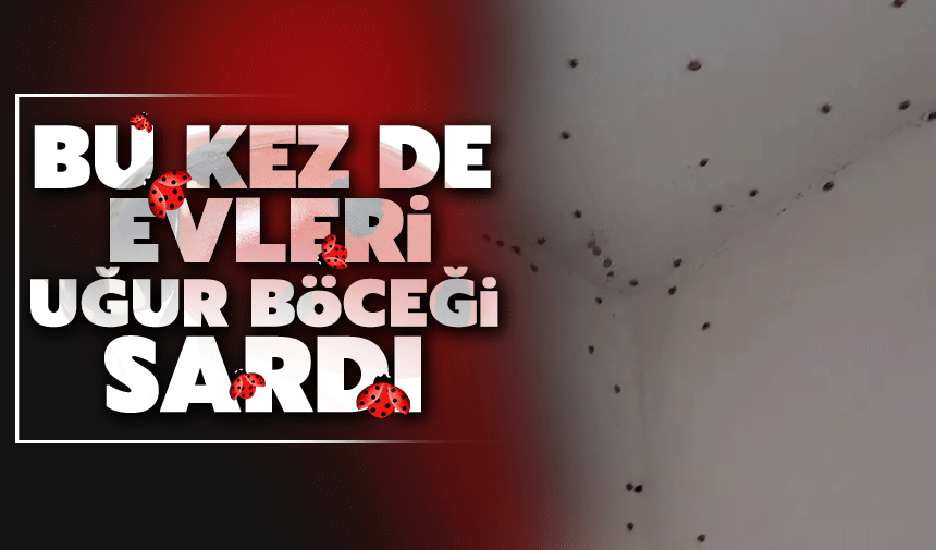 Bu kez de evleri uğur böceği istila etti