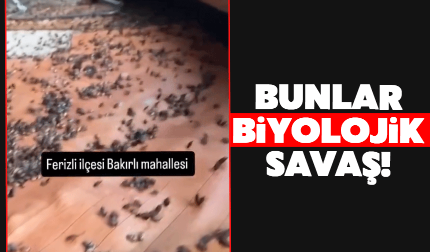 Ferizli’de evler kokarcalara teslim oldu