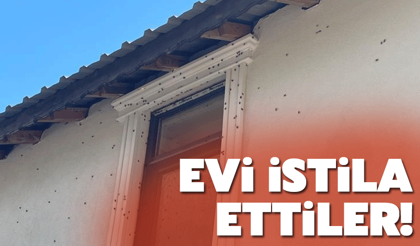 Sakarya’da Kahverengi Kokarca Alarmı