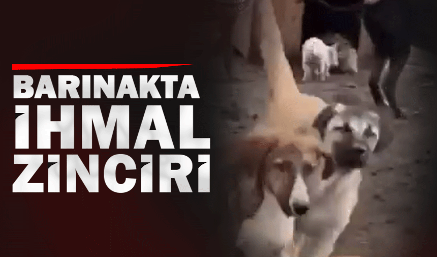 Barınakta ihmal zinciri!